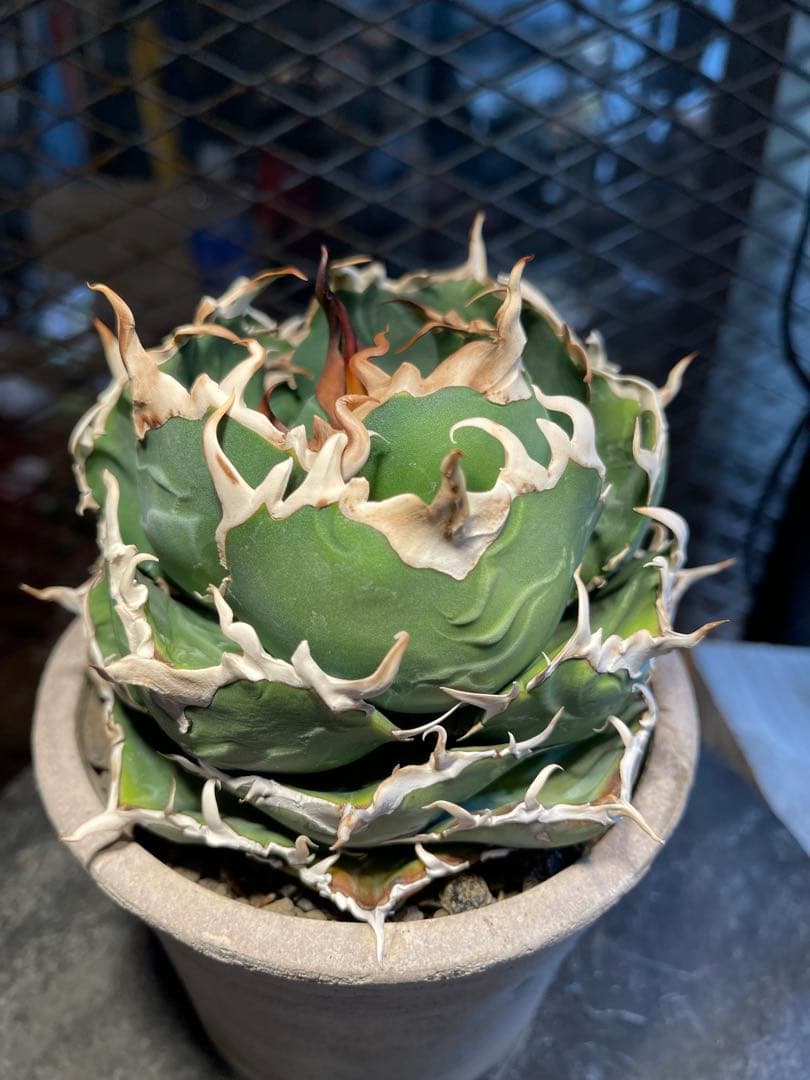 極上白鯨　真っ白