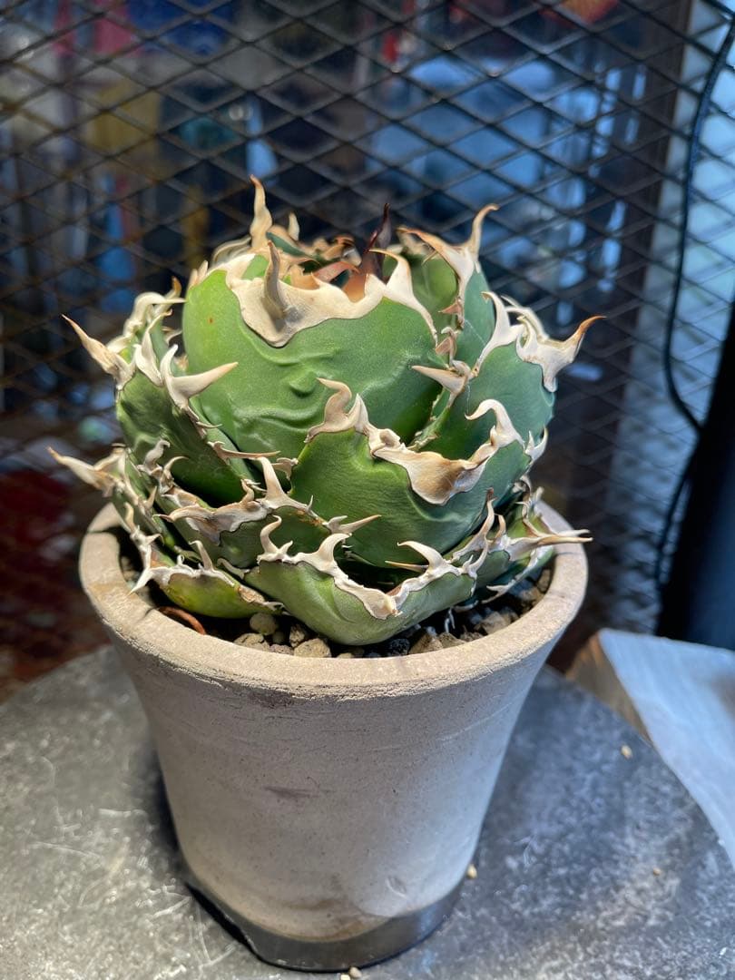 極上白鯨　真っ白