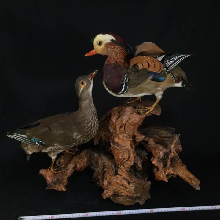 オシドリ剥製