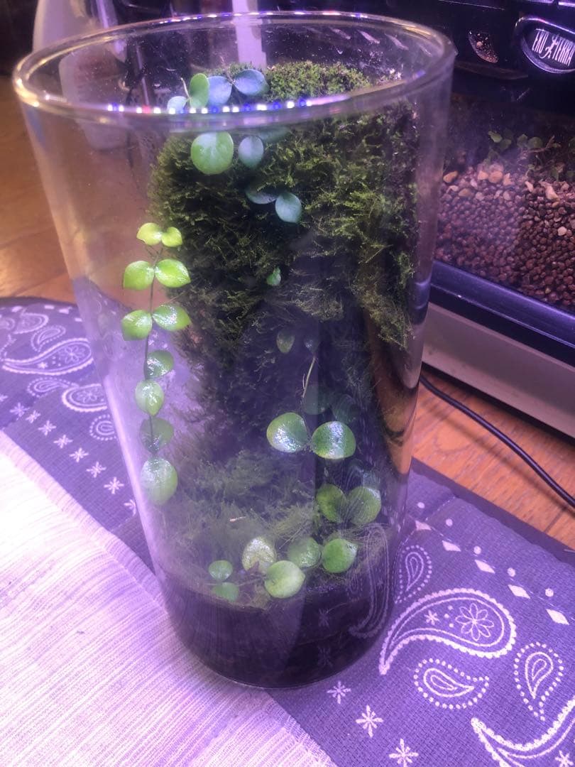 パルダリウム　ミニ筒　クライマー植え付け済み