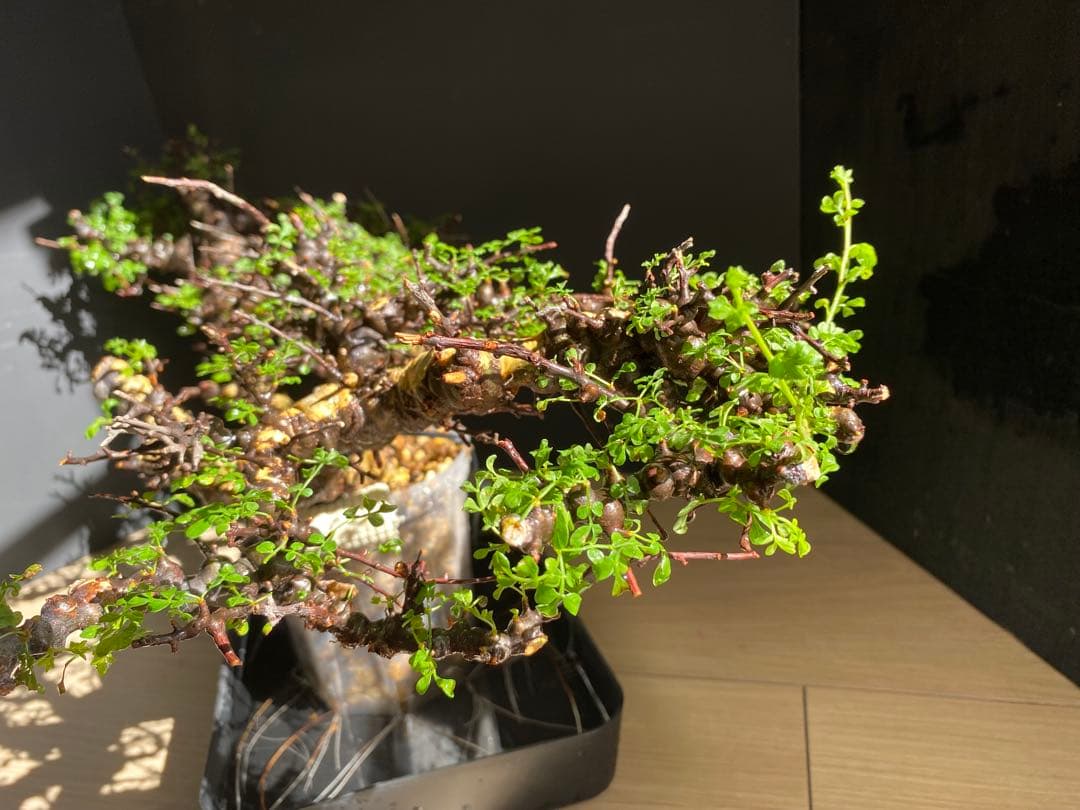 【樹形◎発根済】　コミフォラ　エイル　ソマリア産　鉢ごと発送　希少　平鉢植え可能