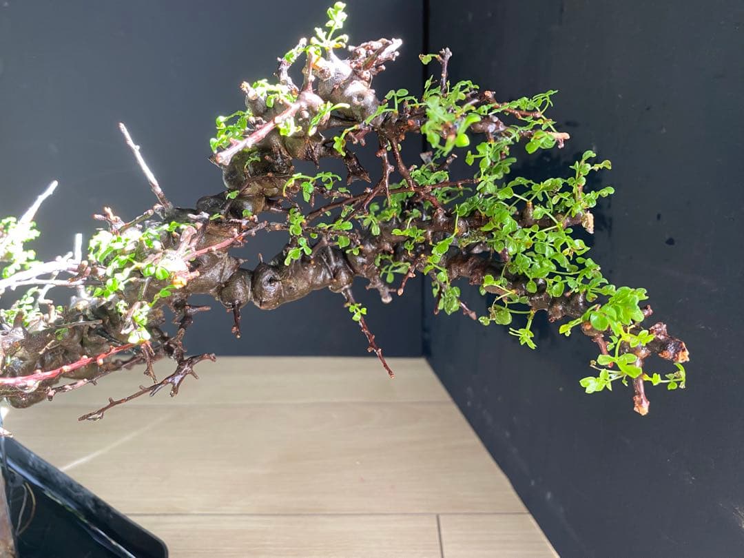 【樹形◎発根済】　コミフォラ　エイル　ソマリア産　鉢ごと発送　希少　平鉢植え可能