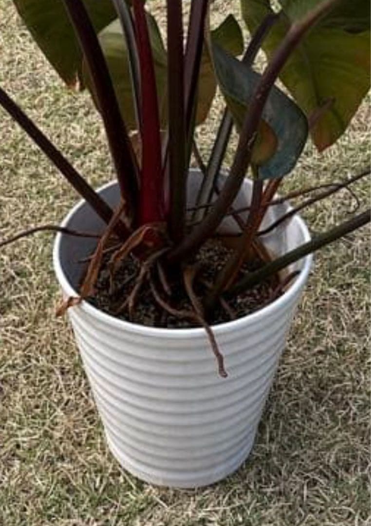 【大株】Philodendron Rojo Congo ロジョコンゴ 高価な鉢付