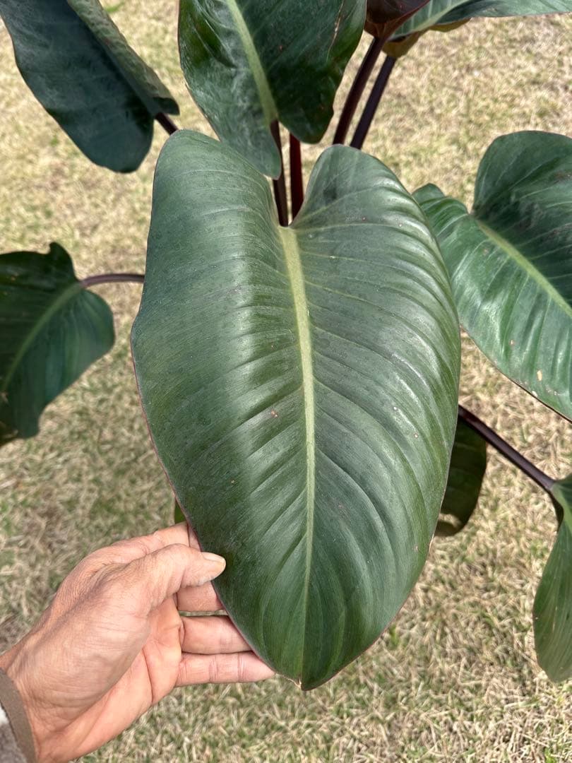 【大株】Philodendron Rojo Congo ロジョコンゴ 高価な鉢付