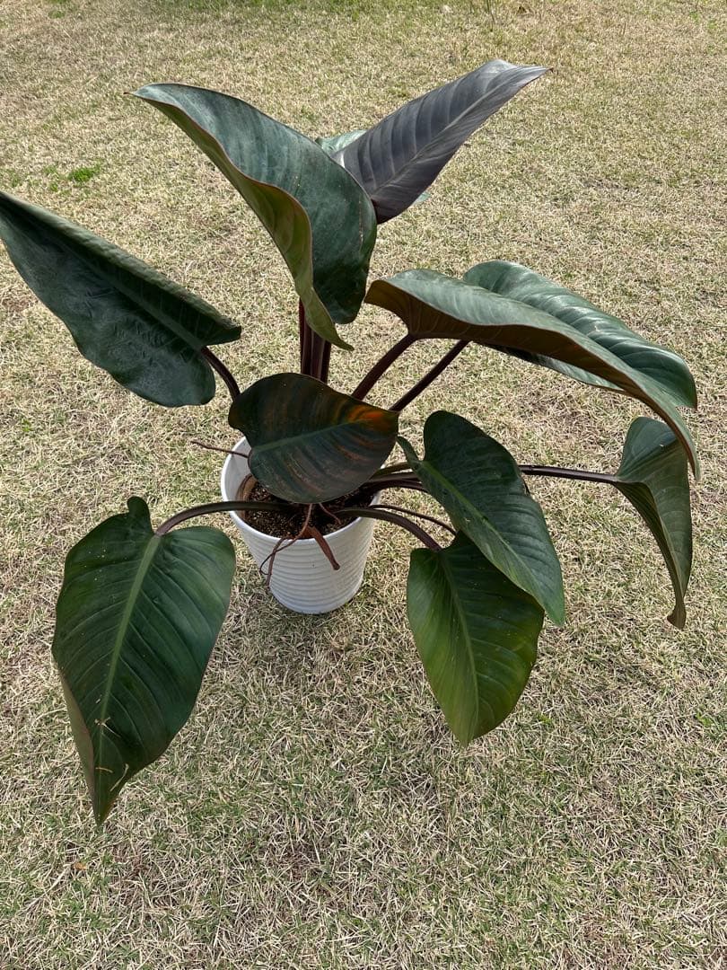 【大株】Philodendron Rojo Congo ロジョコンゴ 高価な鉢付