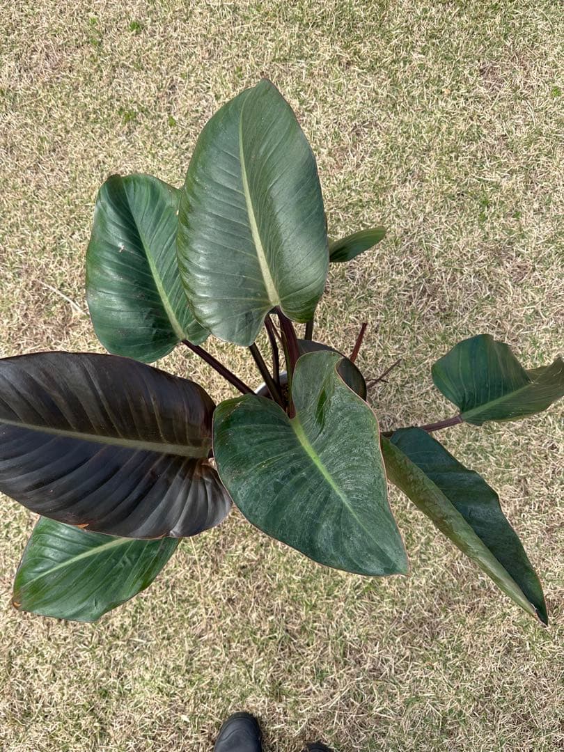 【大株】Philodendron Rojo Congo ロジョコンゴ 高価な鉢付