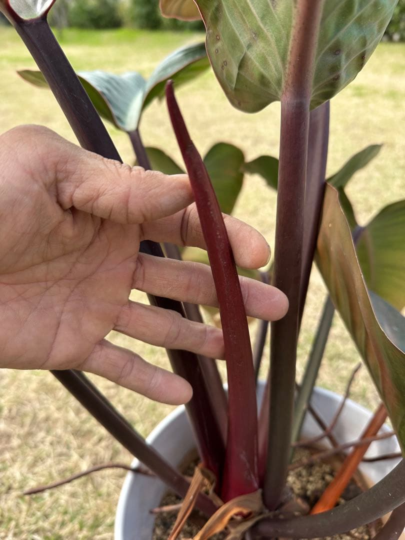 【大株】Philodendron Rojo Congo ロジョコンゴ 高価な鉢付