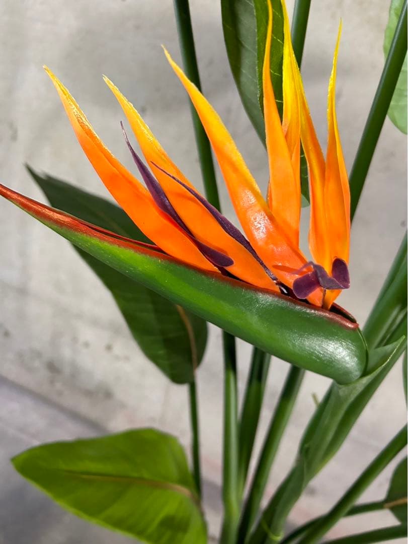 光触媒　人工観葉植物　オーガスタ　ストレッチア極楽鳥2輪付きabcg