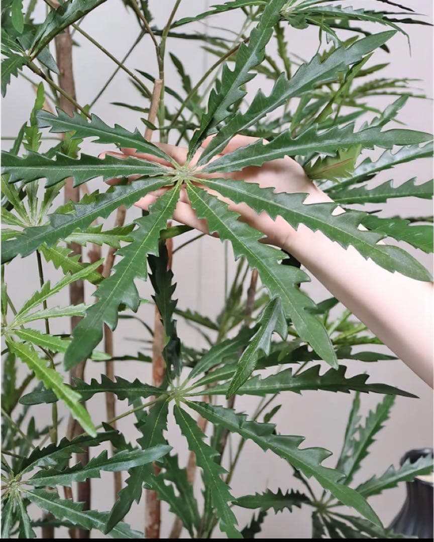 光触媒　人工観葉植物　ウォールグリーン　フェイクグリーン　アラレアgtj