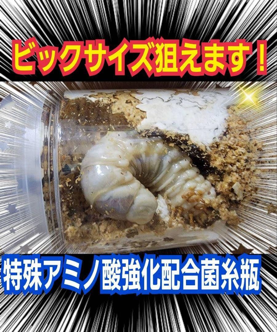 極上！カワラタケ菌糸瓶【8本】特殊アミノ酸強化配合！クワガタ幼虫全般に使えます！