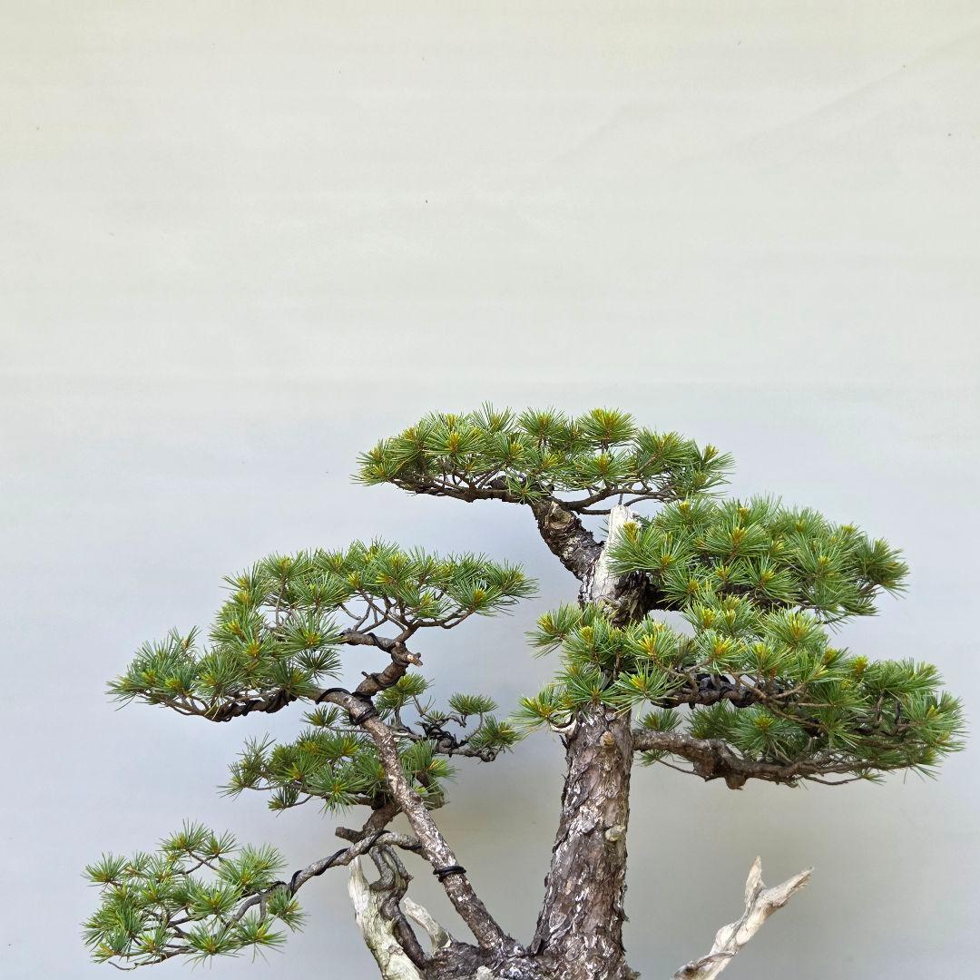 五葉松　山木　[三幹立ち]　大品盆栽