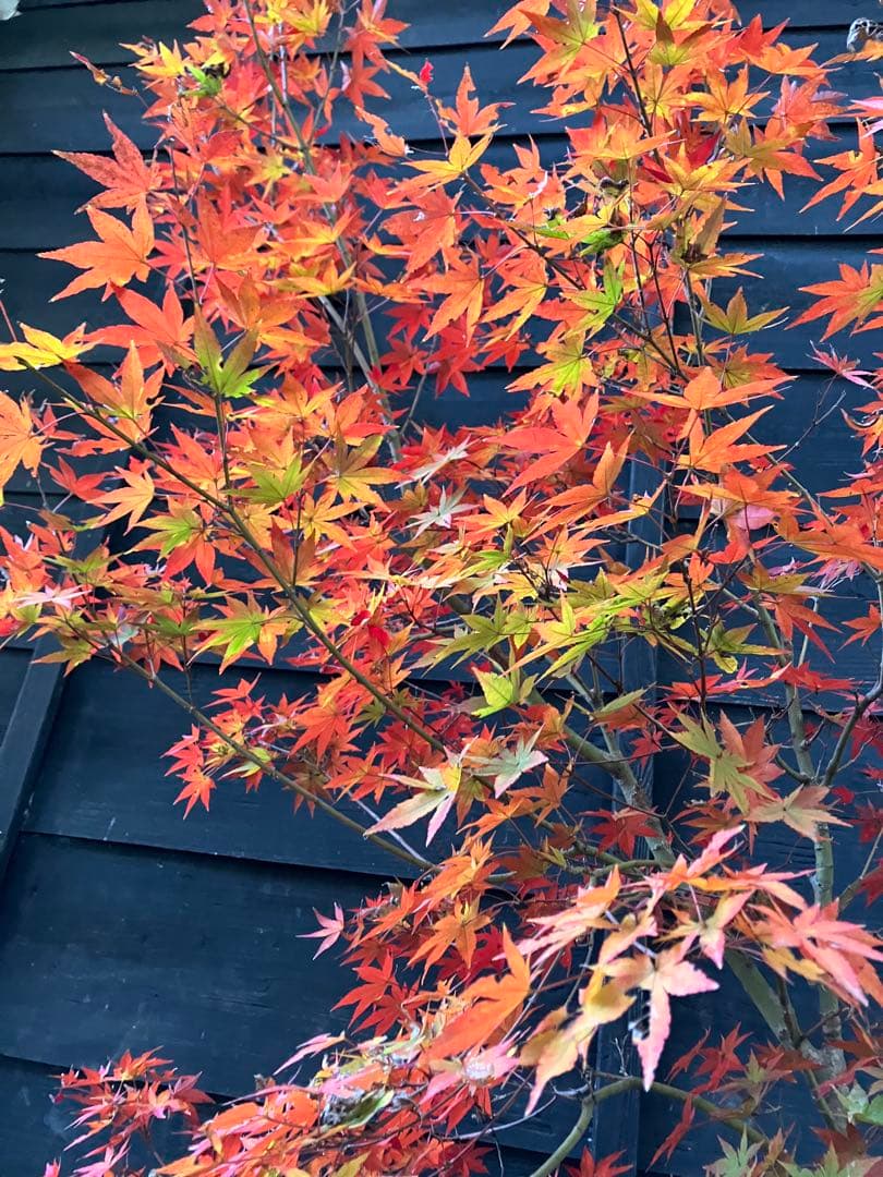 イロハモミジ