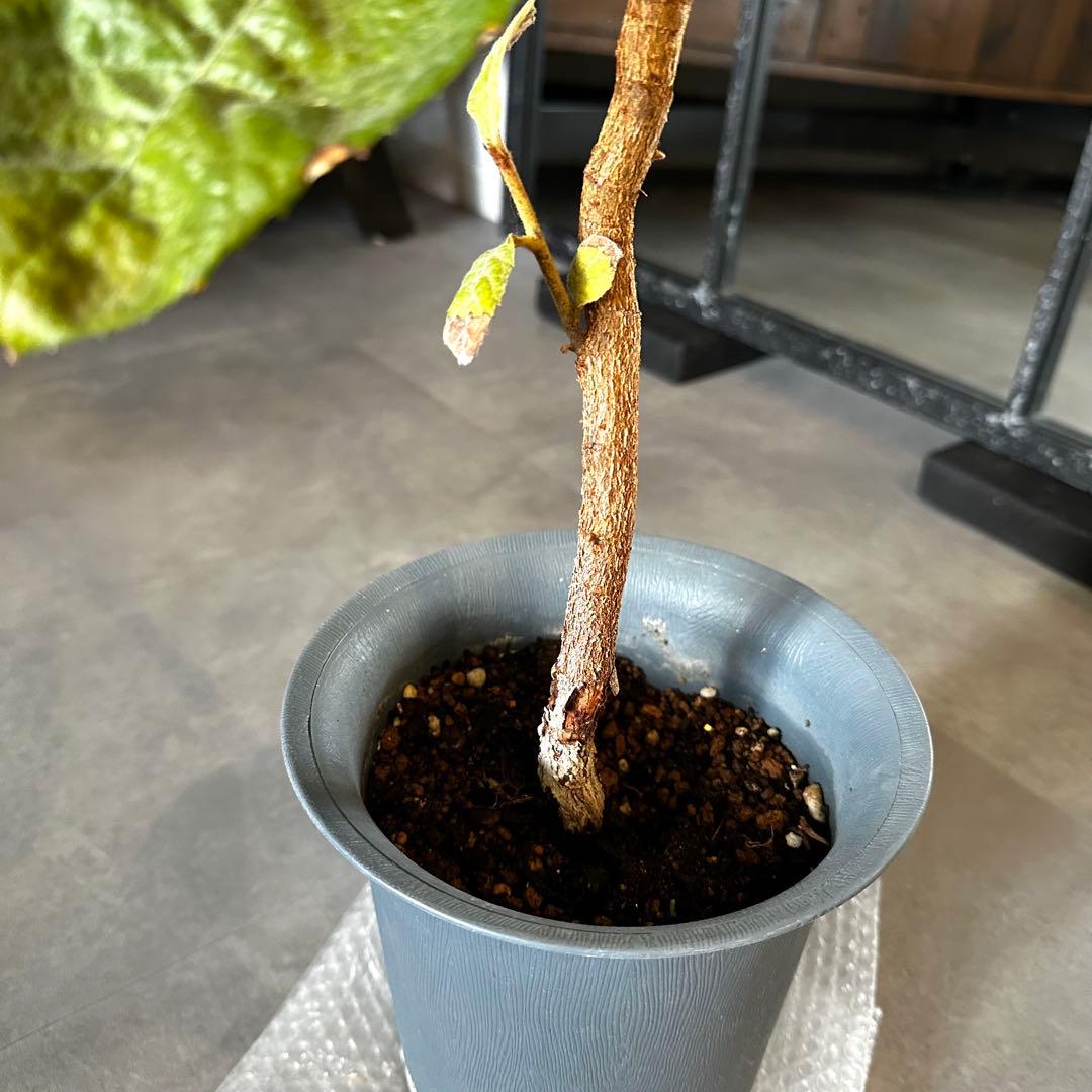 ①枇杷の木 枇杷の葉 ビワ　びわの苗木 びわの木 果樹苗 ビワの木　びわの葉