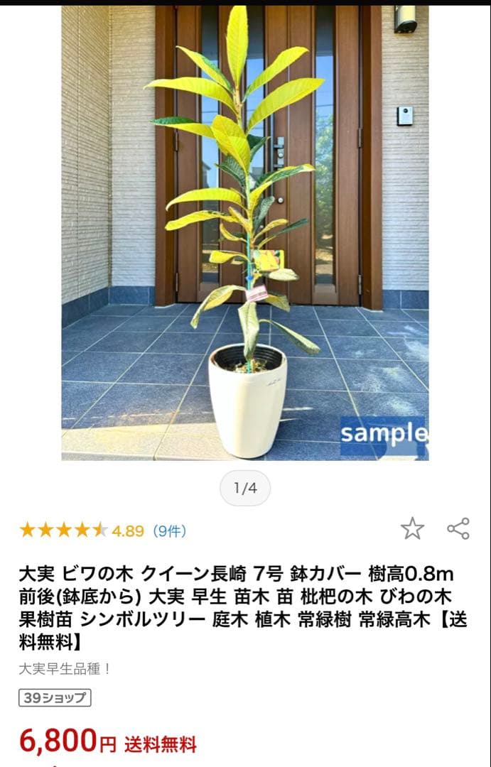 ①枇杷の木 枇杷の葉 ビワ　びわの苗木 びわの木 果樹苗 ビワの木　びわの葉