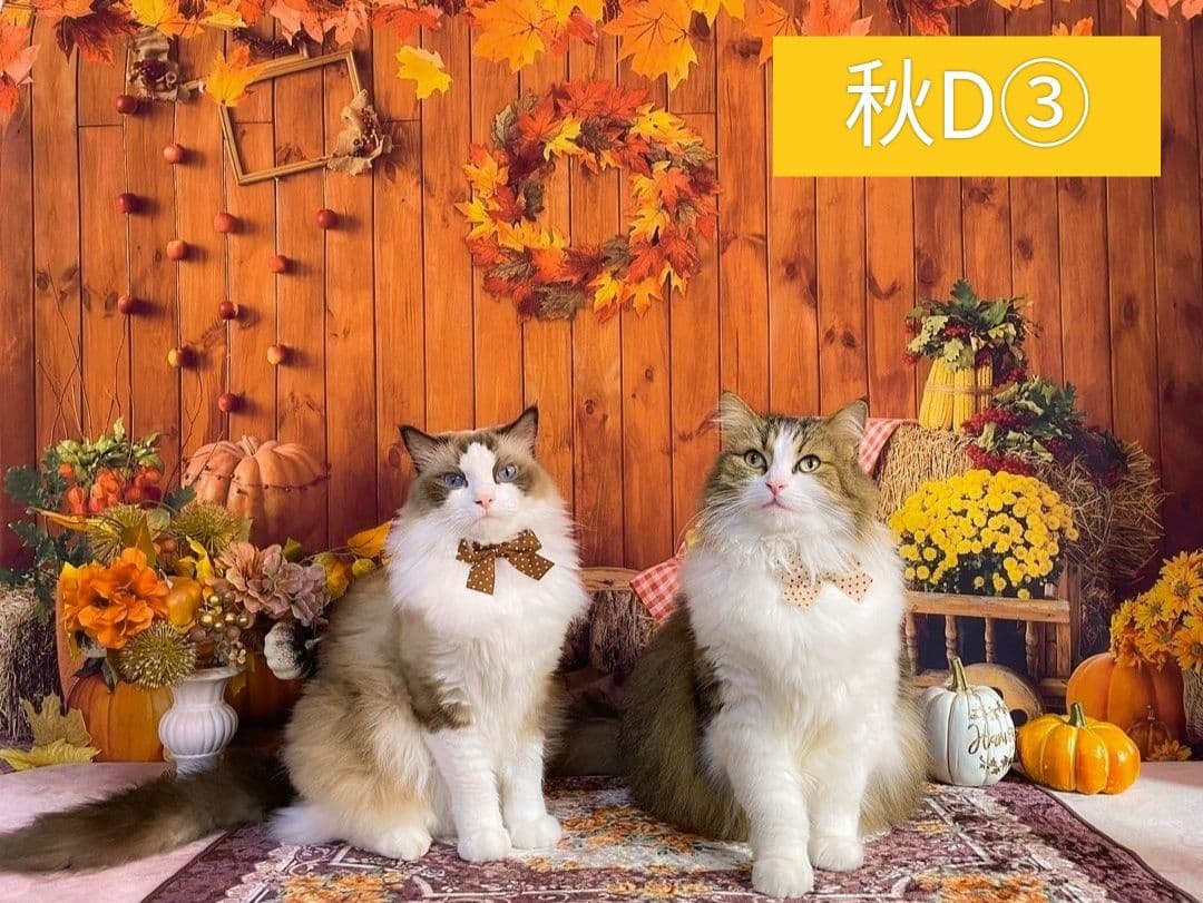 背景布【秋C】サンプル　ペット撮影用　紅葉　イチョウ　トリミングチョーカー販売中