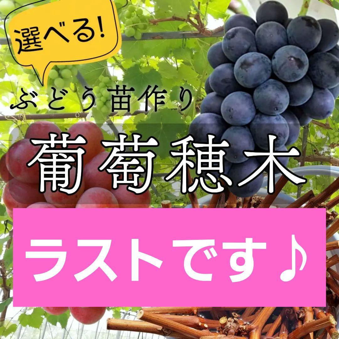 【オーダーページ】カンタン栽培 ブドウ 穂木 挿し木 苗木づくりに♪
