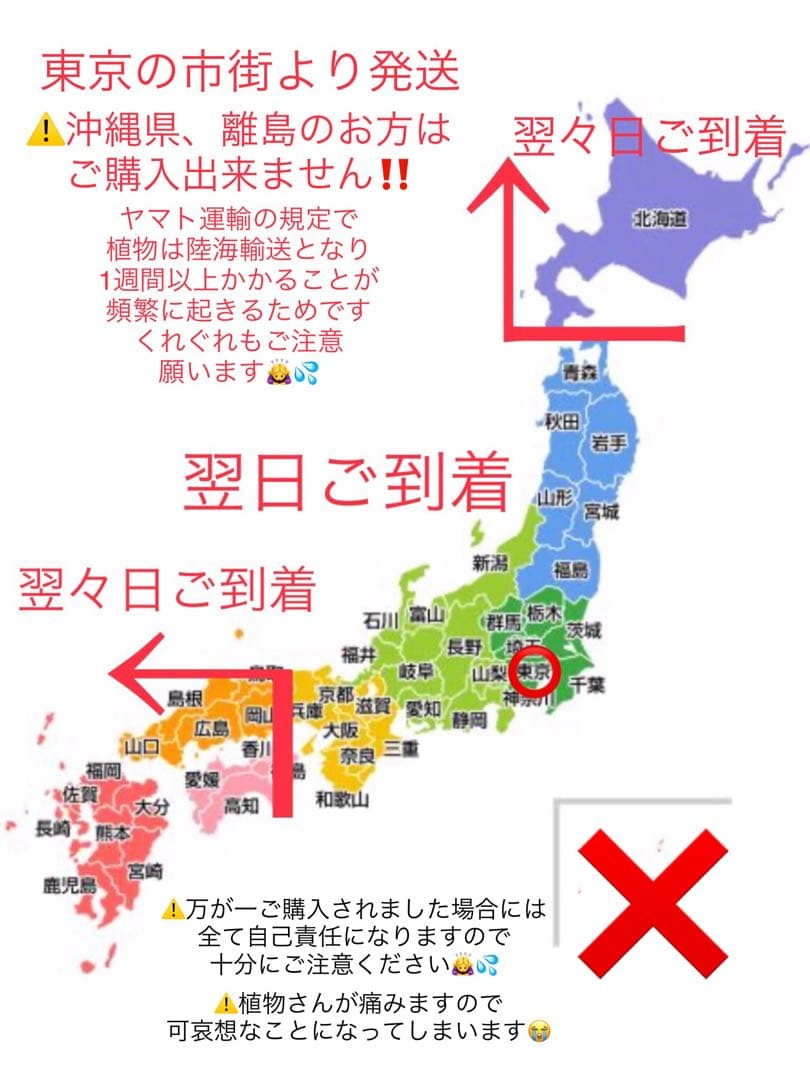 希望の象徴！幸運木【森からやって来た天然野生の可愛い樅の木さん】3年生！もみの木