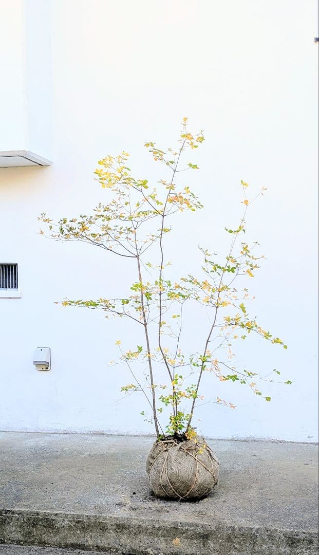 上品。山採りドウダンツツジ。
