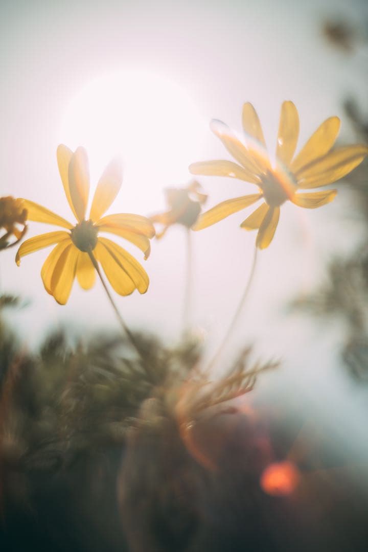 レンズ(単焦点) Super-Takumar 55mm f1.8