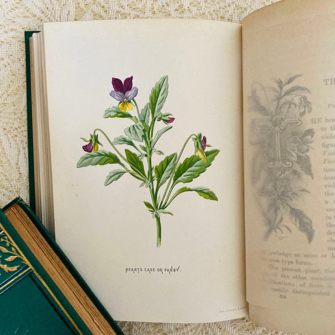 希少　Familiar Wild Flowers　アンティーク植物図鑑　洋書古書
