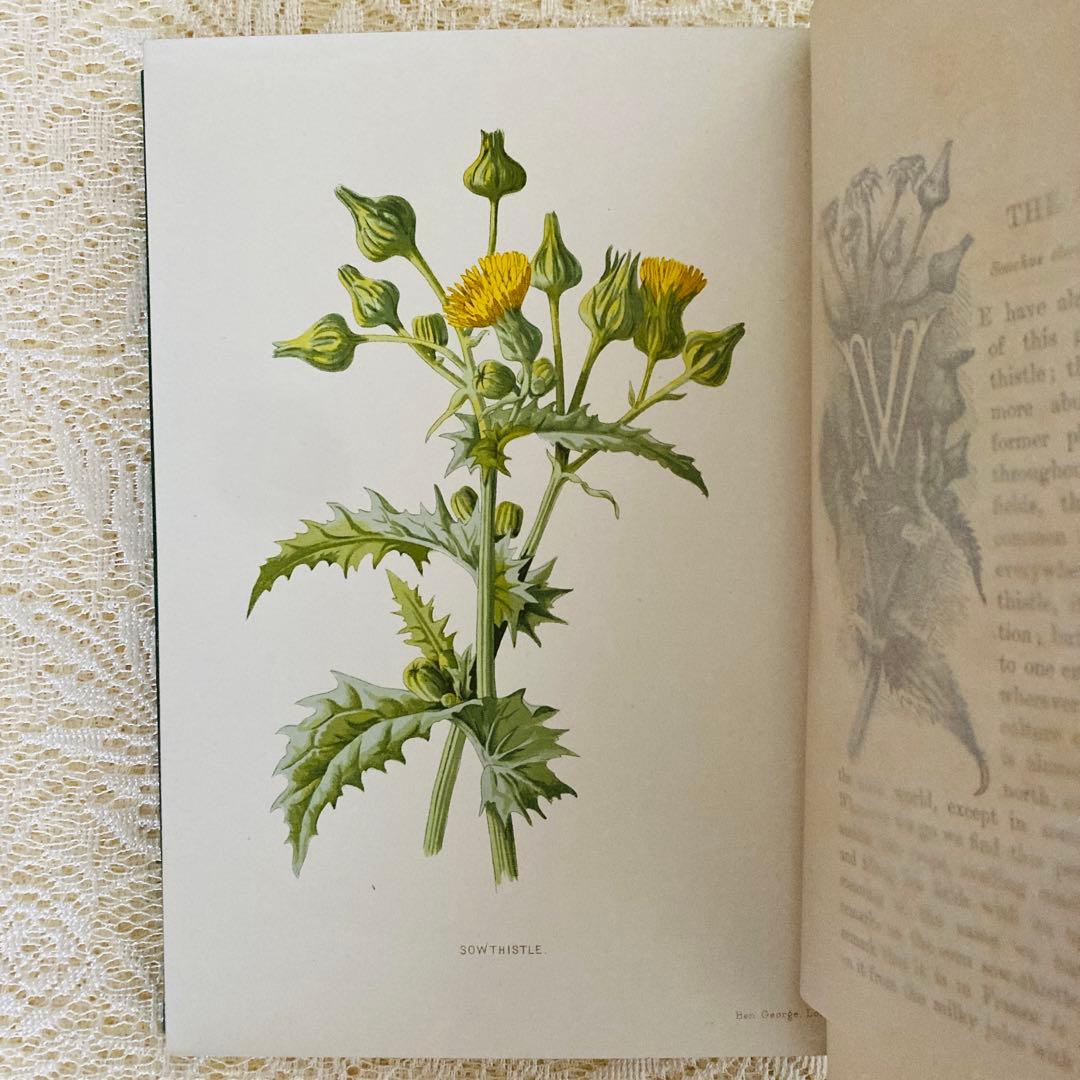 希少　Familiar Wild Flowers　アンティーク植物図鑑　洋書古書