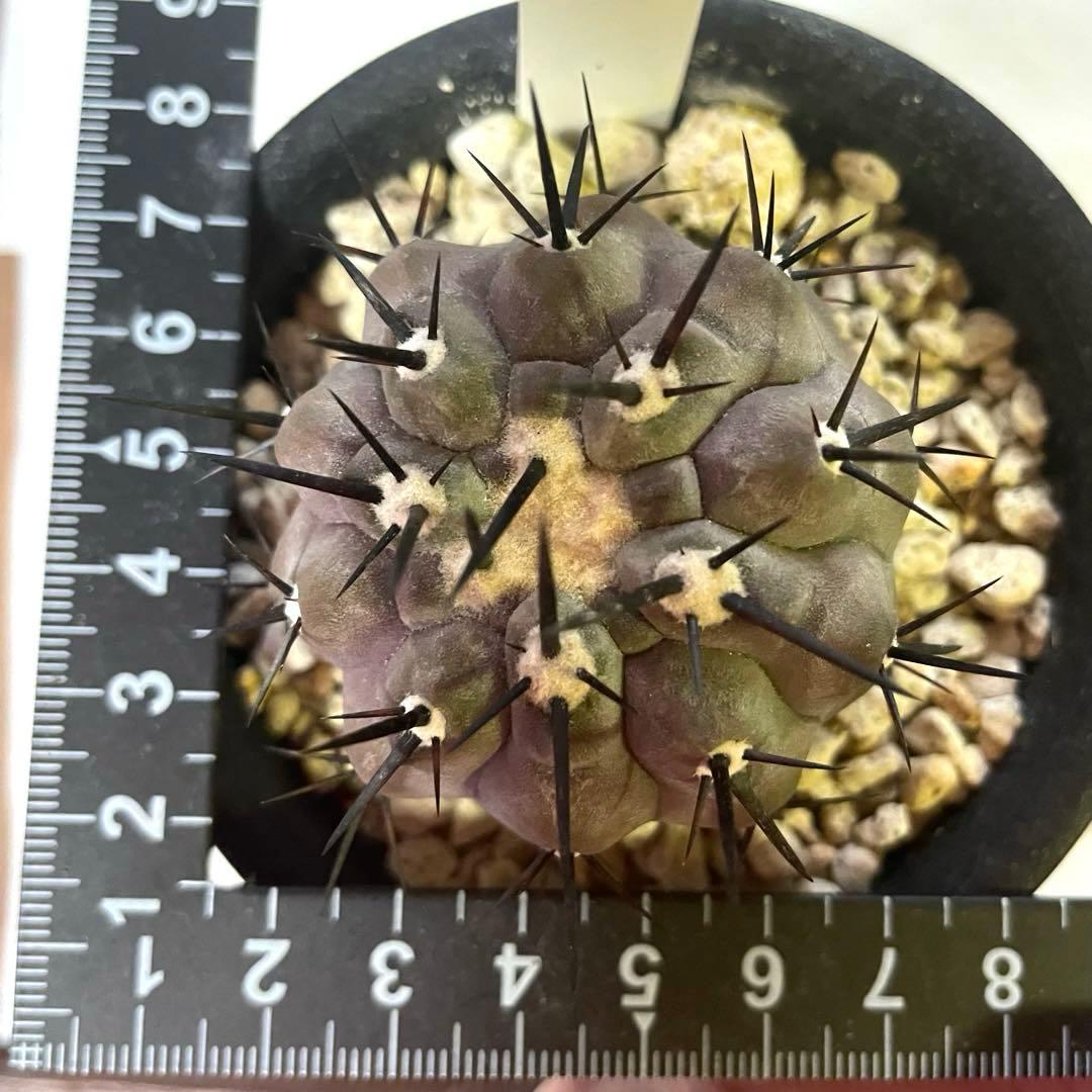 サボテン 黒王丸 コピアポア シネレア 実生 鉢付き