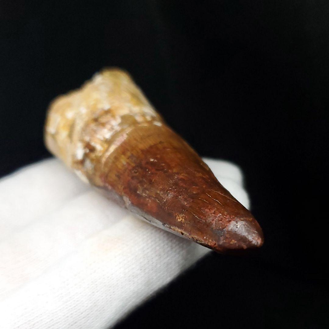 美品 スピノサウルス 本物 モロッコ産 71.57mm sp429