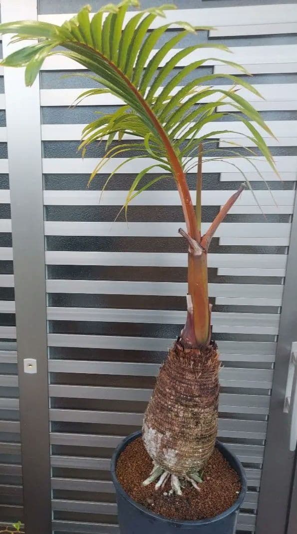 トックリヤシ