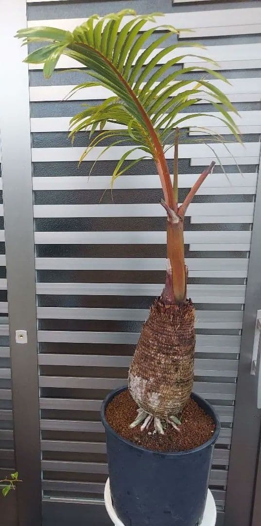 トックリヤシ