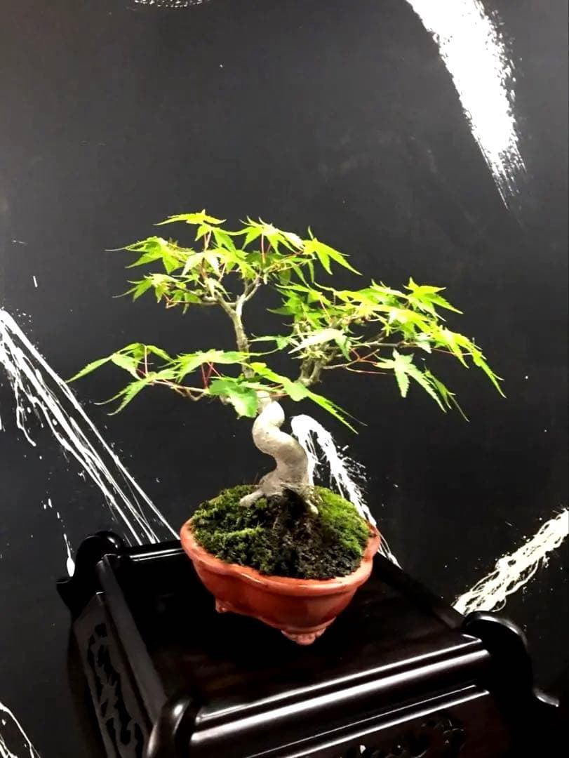 山紅葉盆栽