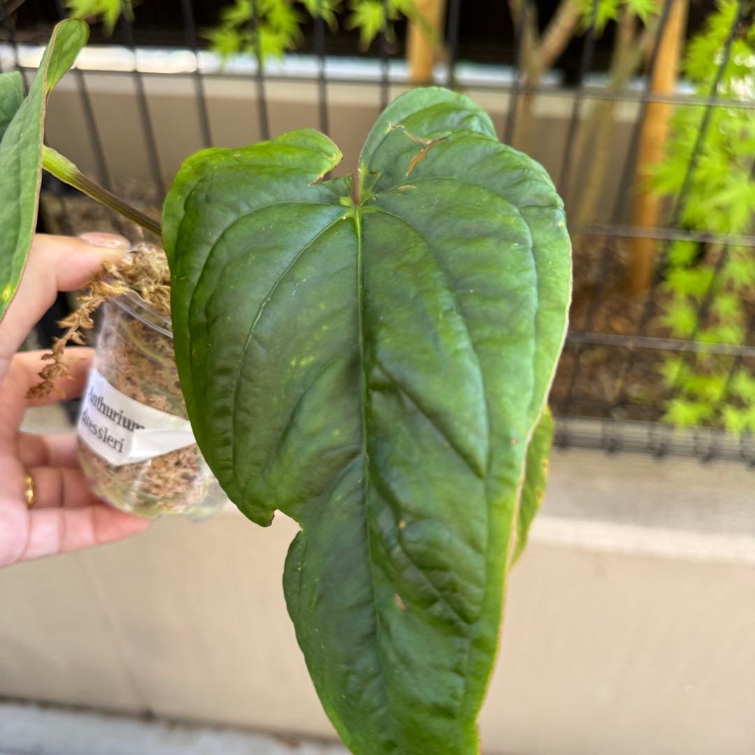 レア！　dressleri Anthurium アンスリウム　ドレスレリ