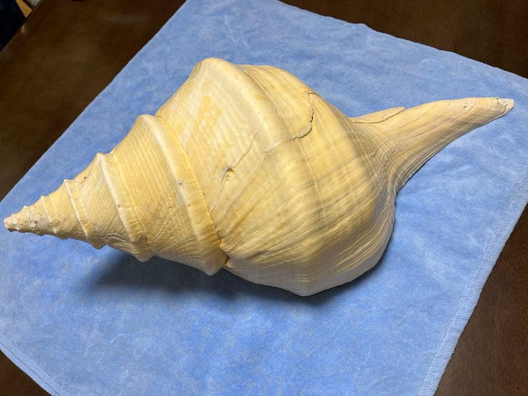 アラフラオオニシ貝　ホラ貝　特大約54cm