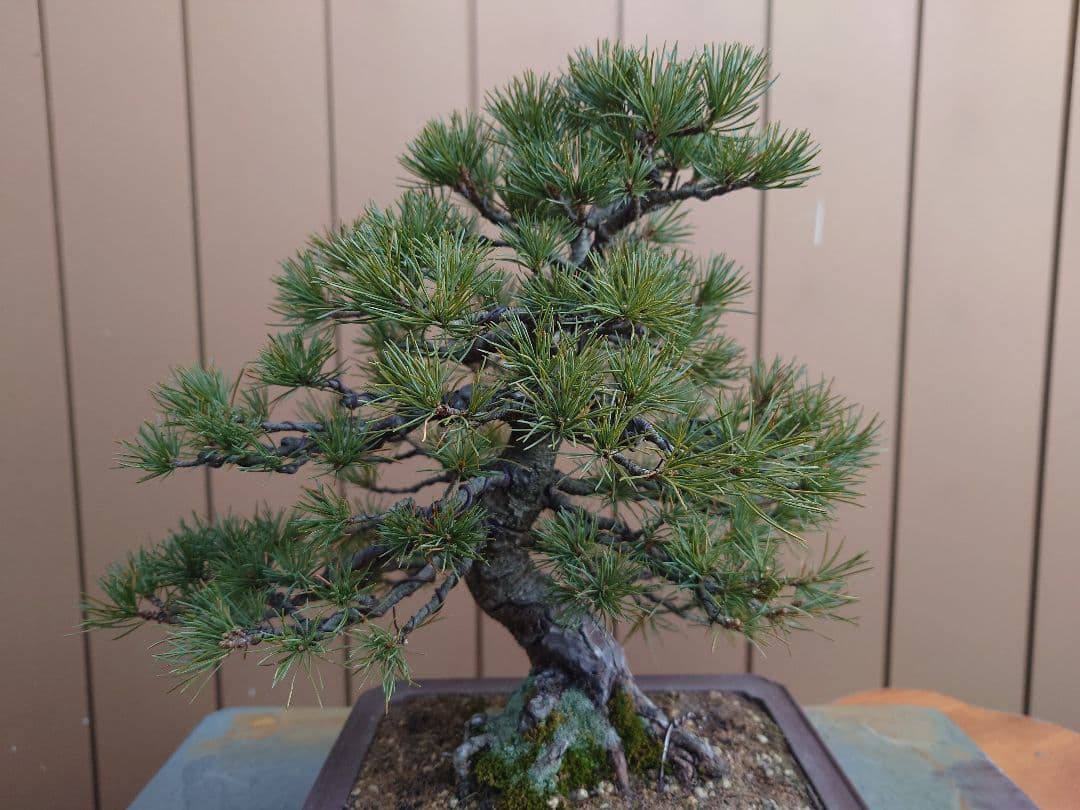 盆栽　五葉松　樹高28cm
