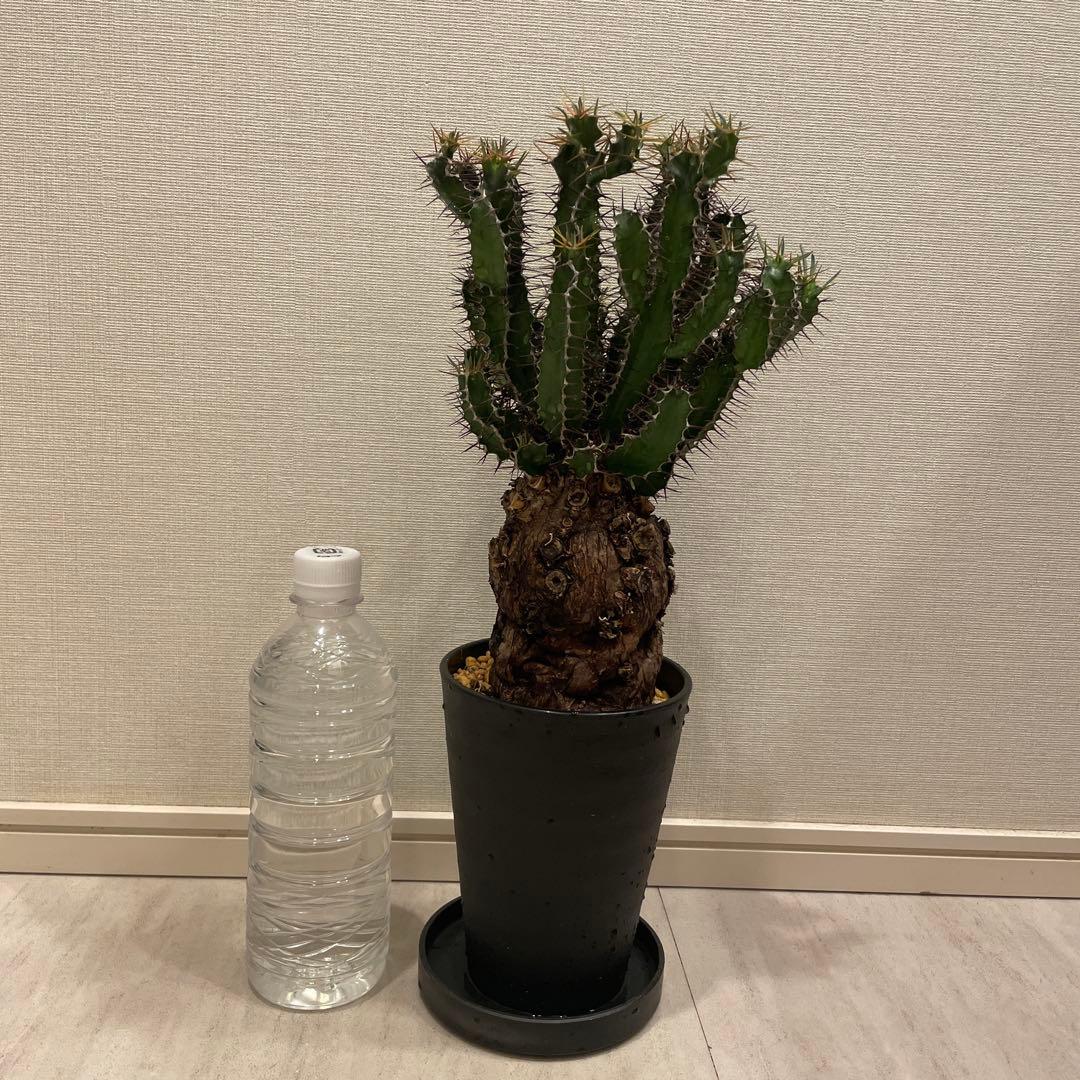 ムランジーナ