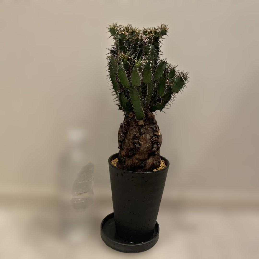 ムランジーナ