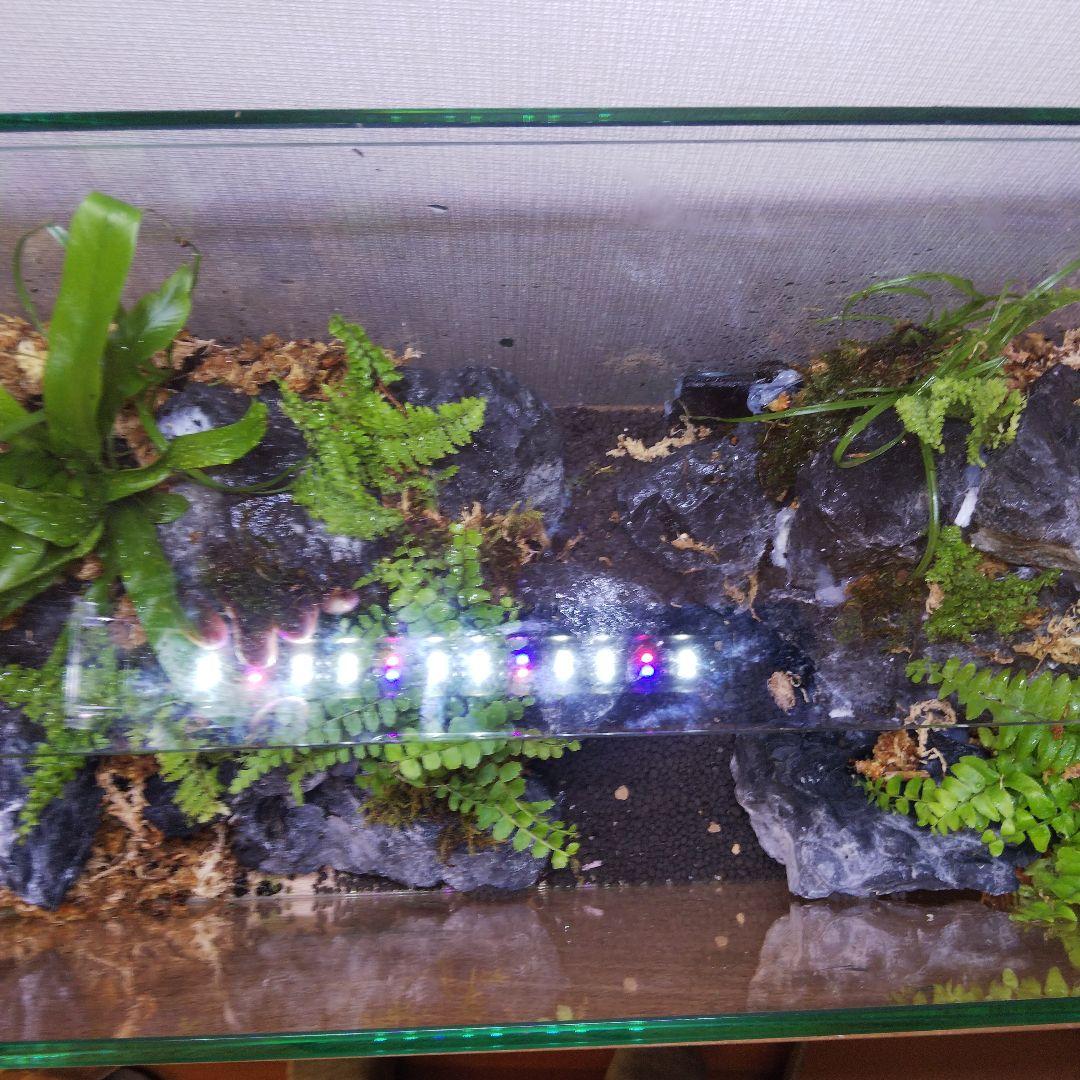 【受注生産】アクアテラリウム　カニリウム　イモリウム　苔　水槽　苔テラリウム
