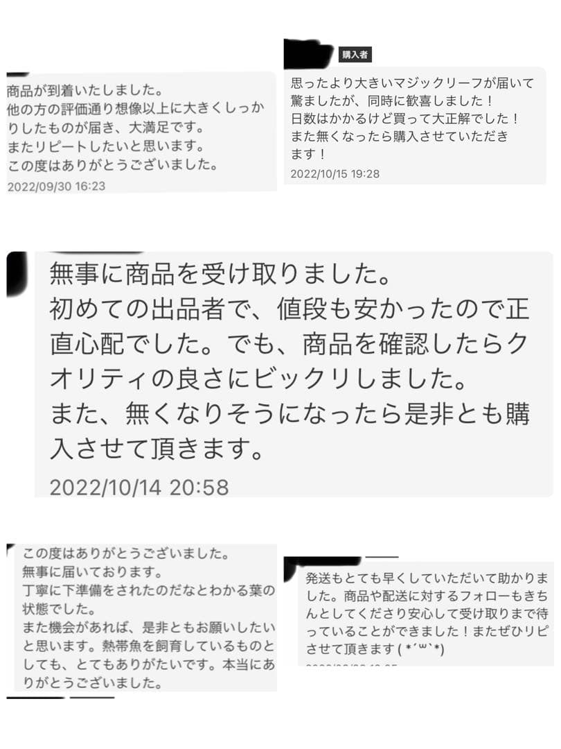 沖縄県やんばる産マジックリーフ 1kg UV殺菌灯照射済み⑥