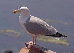 高品質！セグロカモメ　Herring gull　頭骨