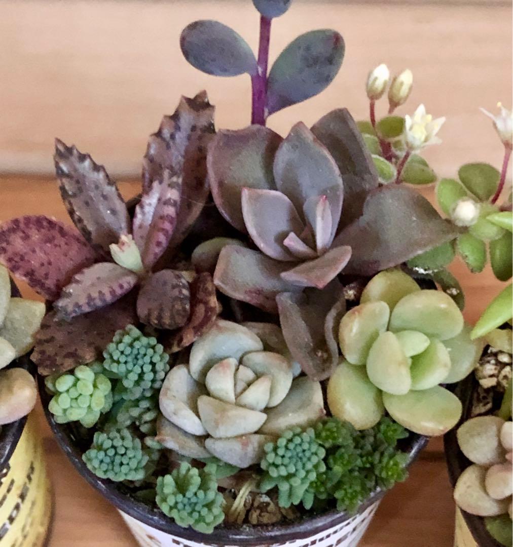 D大容量　多肉植物　寄せ植え　育て方メモつき❤️ カラフル　3つセット