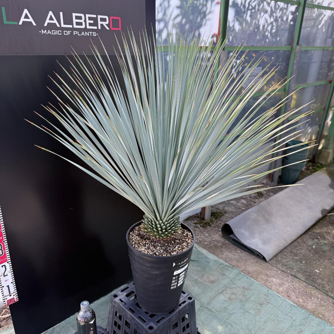 【AL1067】ユッカ　ロストラータ　ランチョブルー　数量限定販売