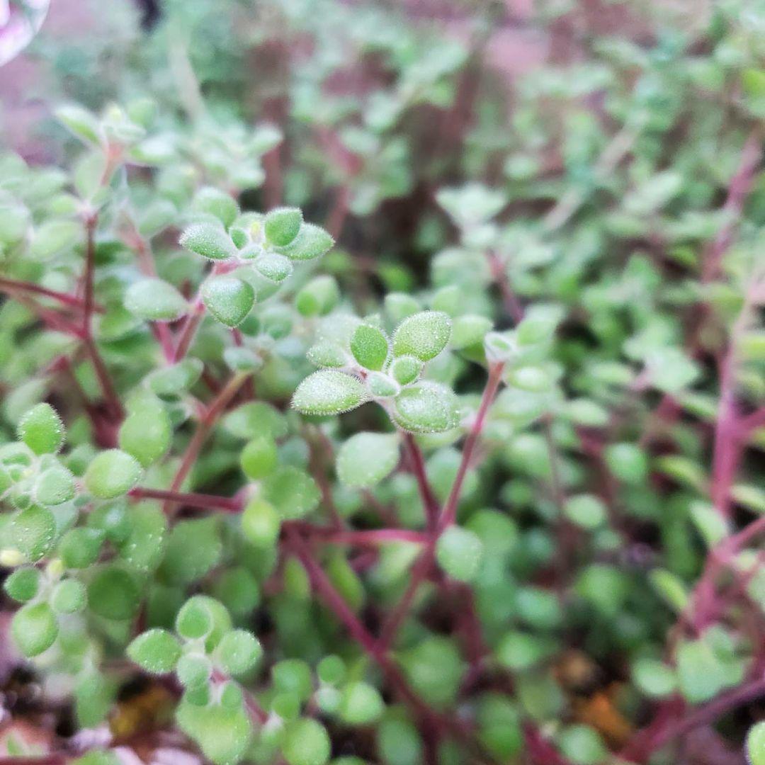 おまとめ検討中多肉植物寄せ植えセット☆たくさん詰め合わせ☆抜き苗&カット苗♪②