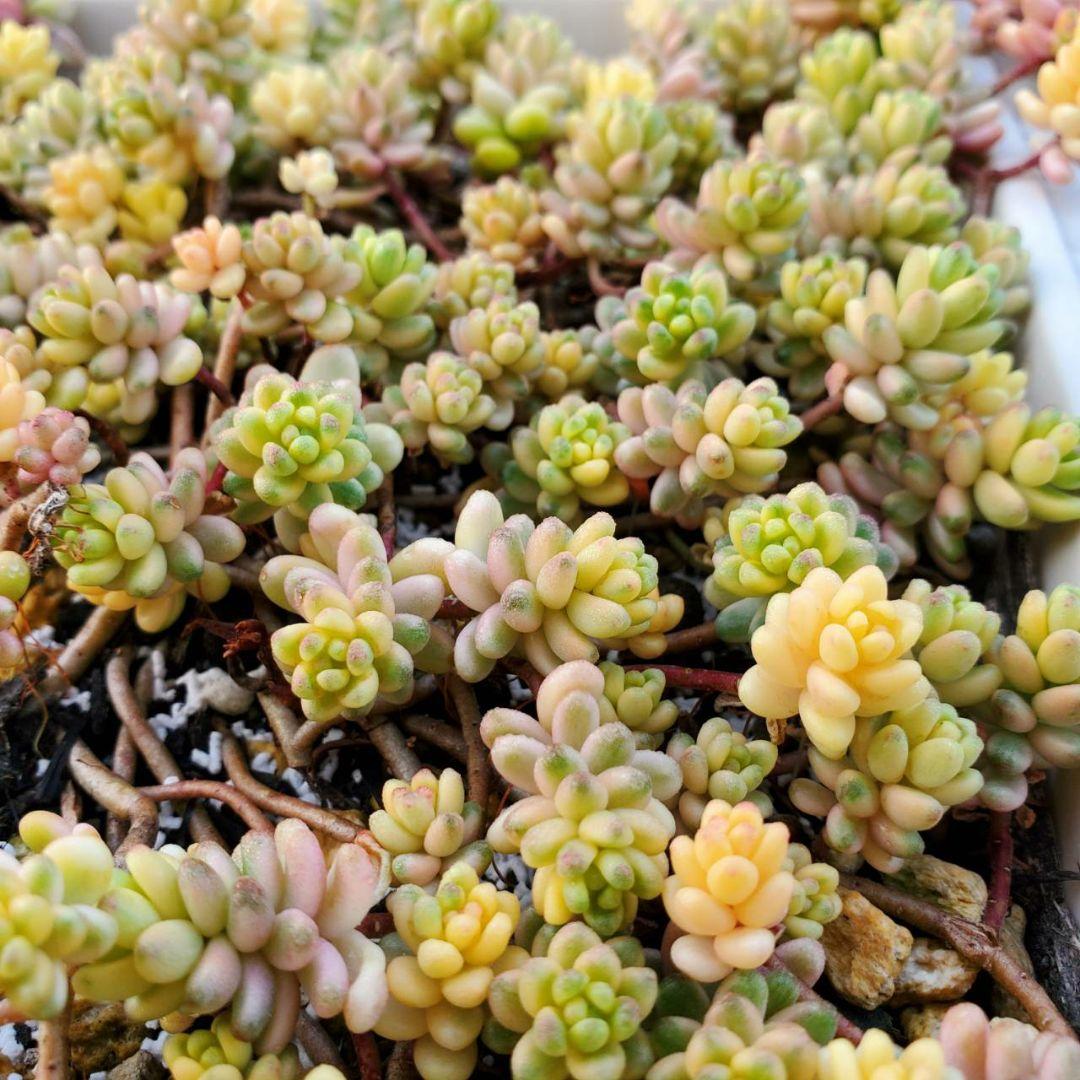 おまとめ検討中多肉植物寄せ植えセット☆たくさん詰め合わせ☆抜き苗&カット苗♪②