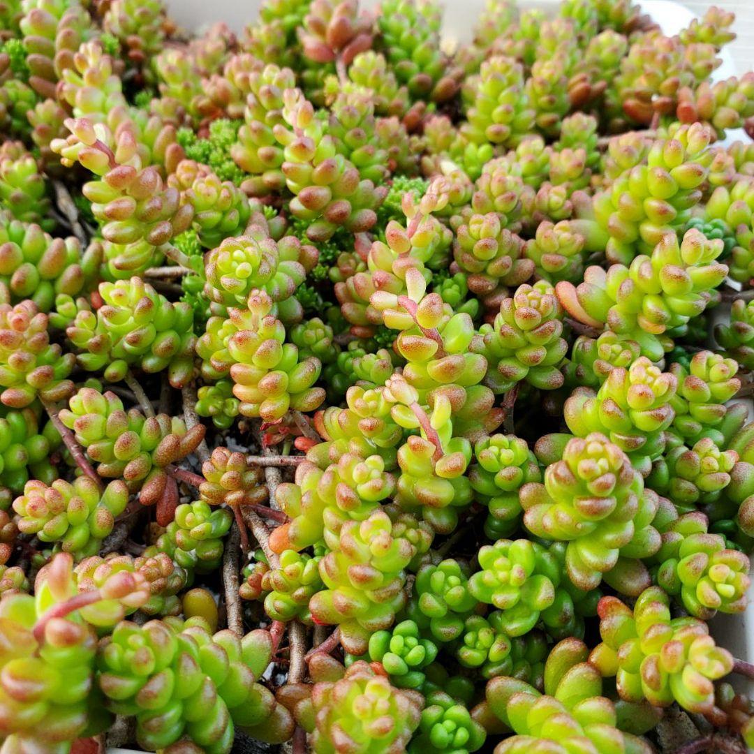 おまとめ検討中多肉植物寄せ植えセット☆たくさん詰め合わせ☆抜き苗&カット苗♪②