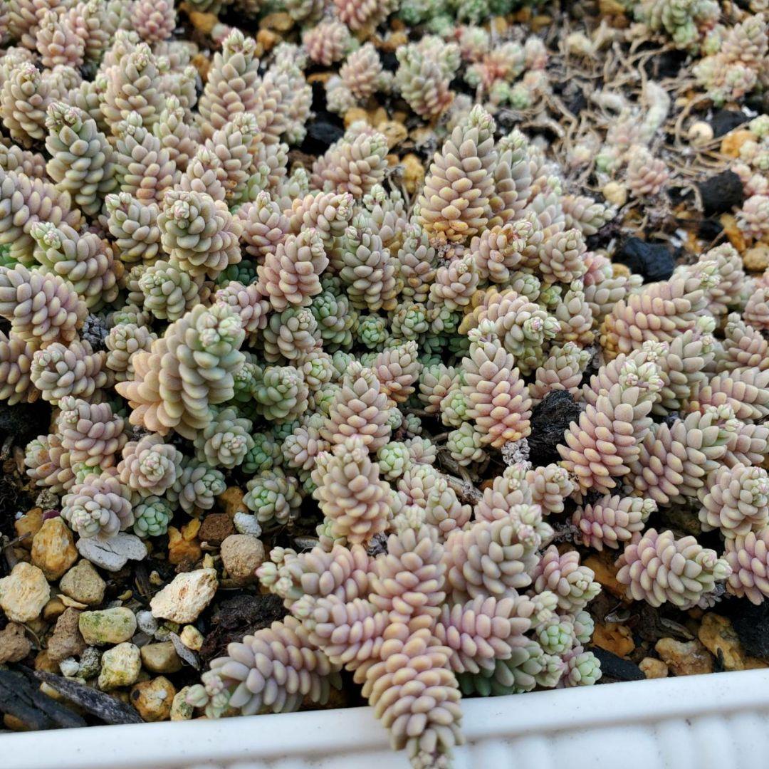 おまとめ検討中多肉植物寄せ植えセット☆たくさん詰め合わせ☆抜き苗&カット苗♪②