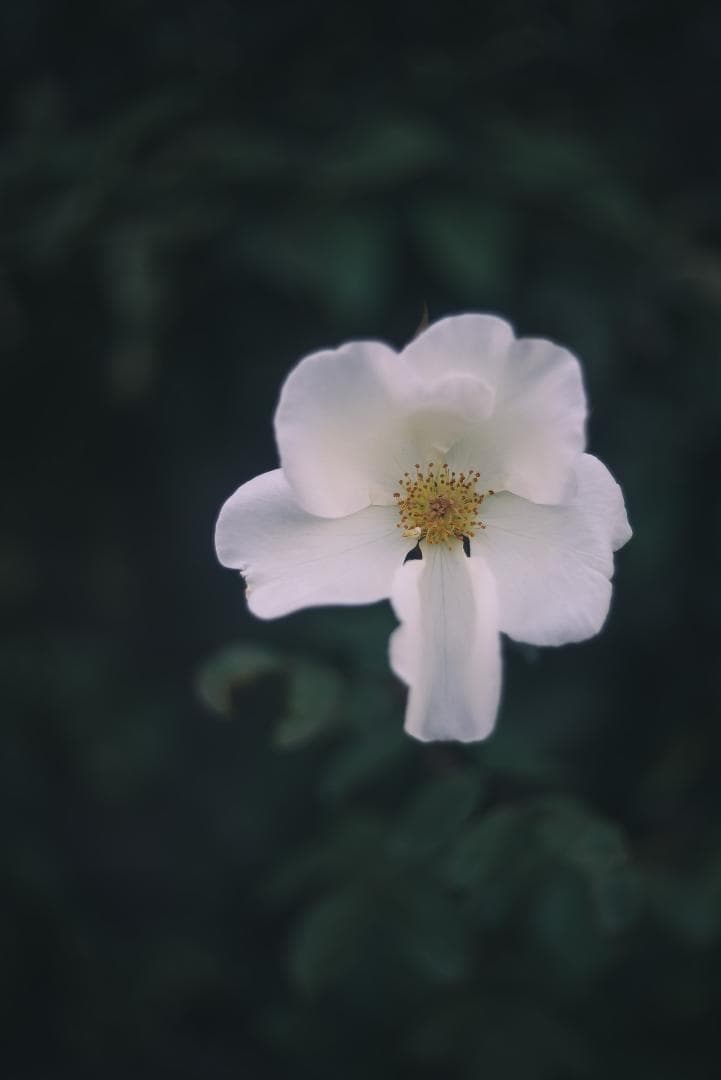 虹の出るライカの癖玉！Leica Summar 50mm F2 オールドレンズ