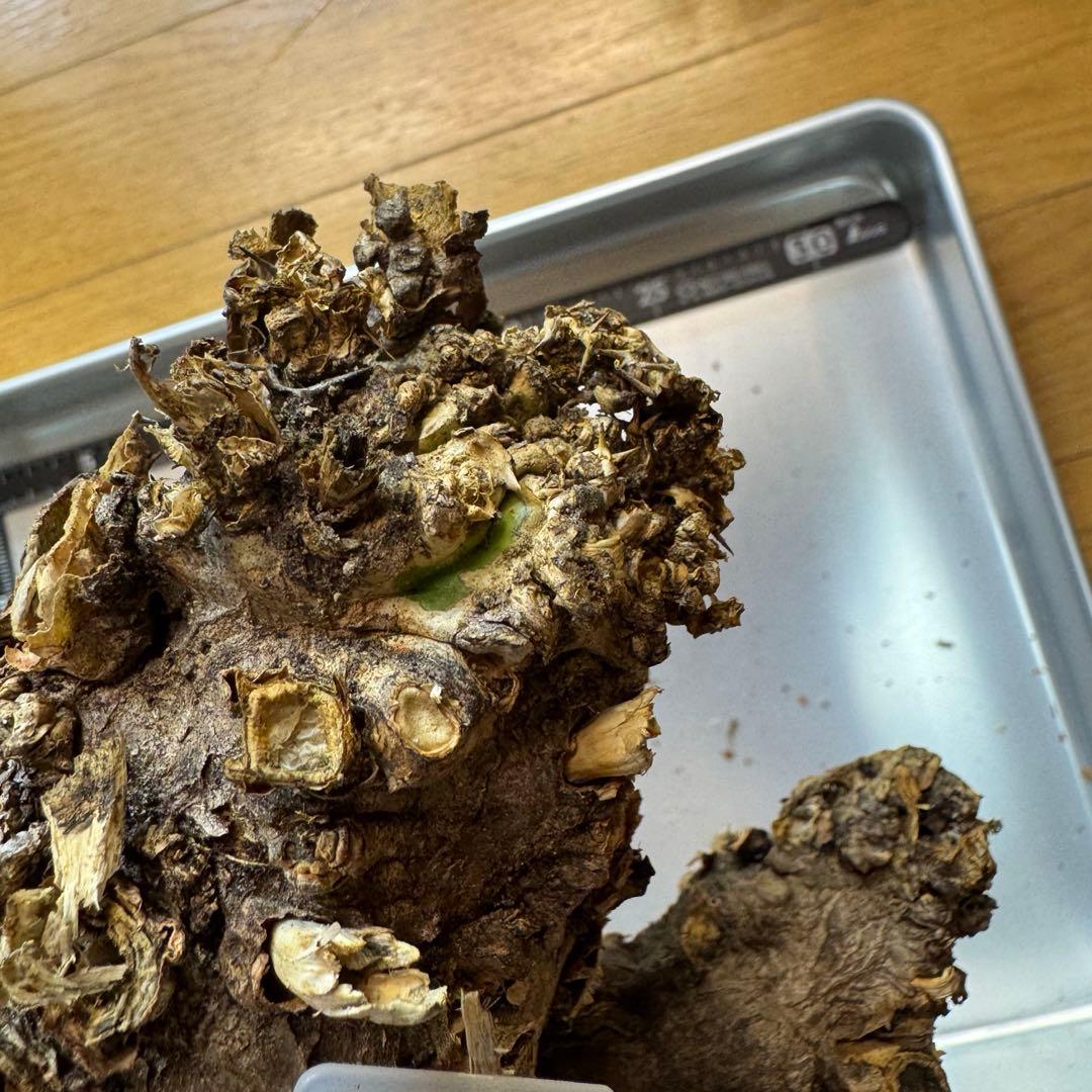 h*i様 ユーフォルビア ムランジーナ 現地球 双頭 葉有り 輸入即出品 12E