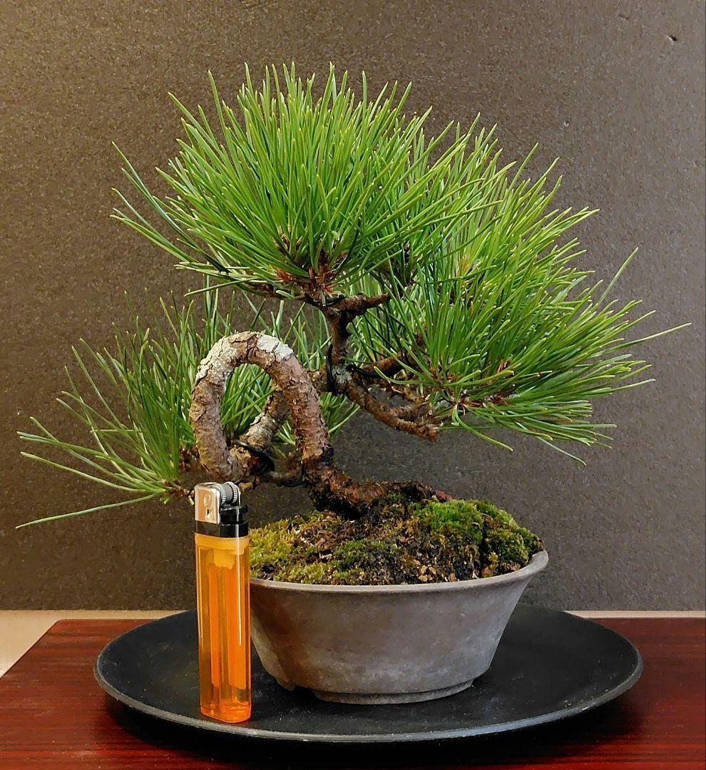 黒松盆栽！