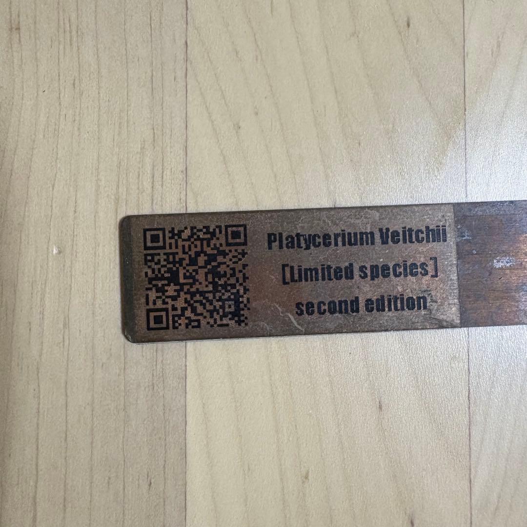 P. veitchii ベイチー コルク付け