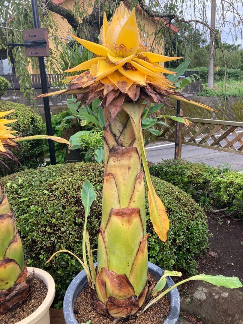 稀少★地湧金蓮（チユウキンレン）◆開花株◆耐寒バナナ◆雲南地湧金蓮①