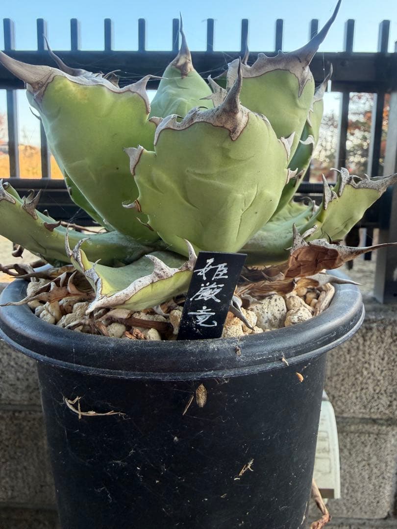 姫厳竜 観葉植物　アガベ　チタノタ　白鯨